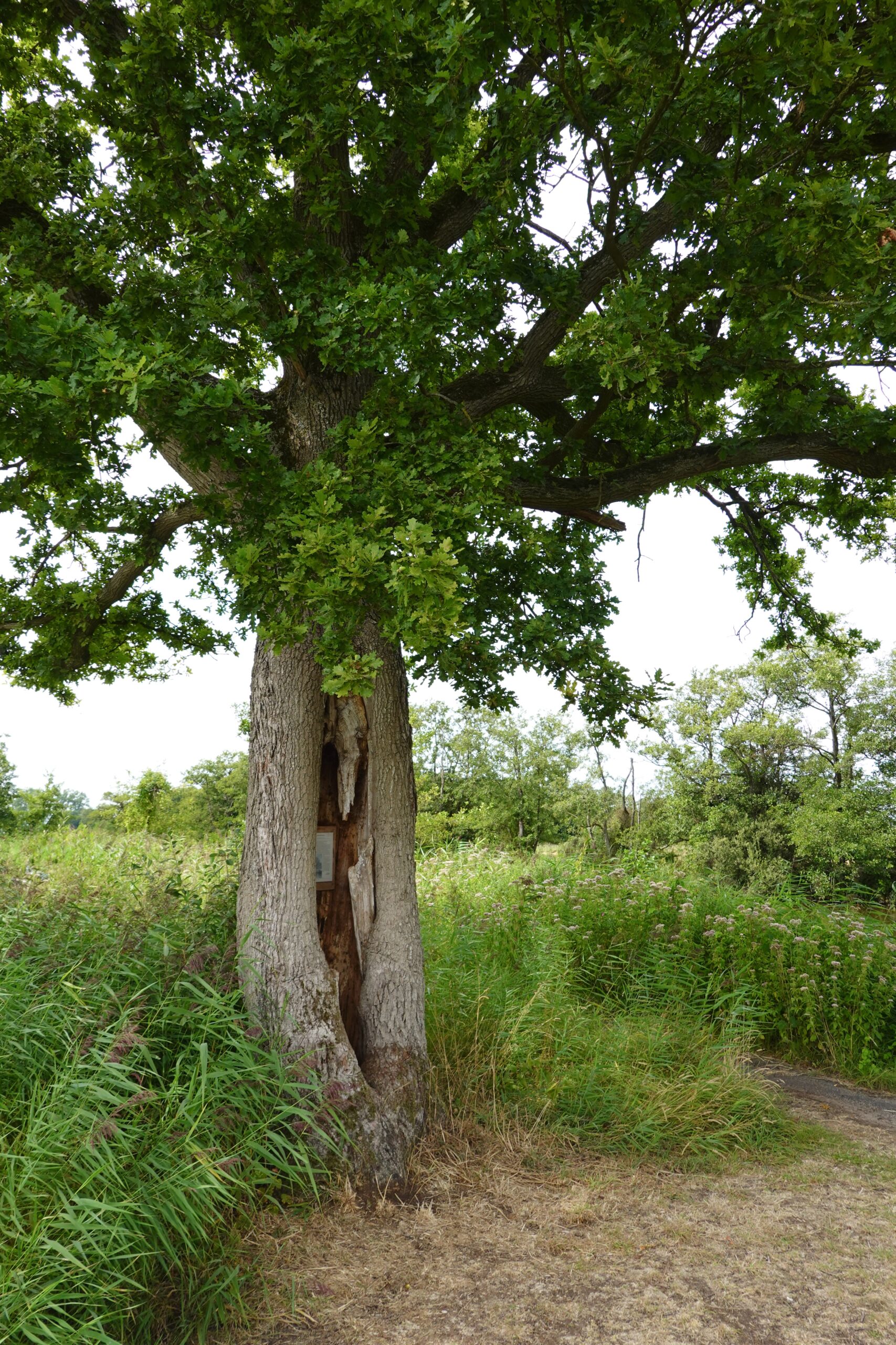 Langs de Linde, holle boom met bijzonder verhaal