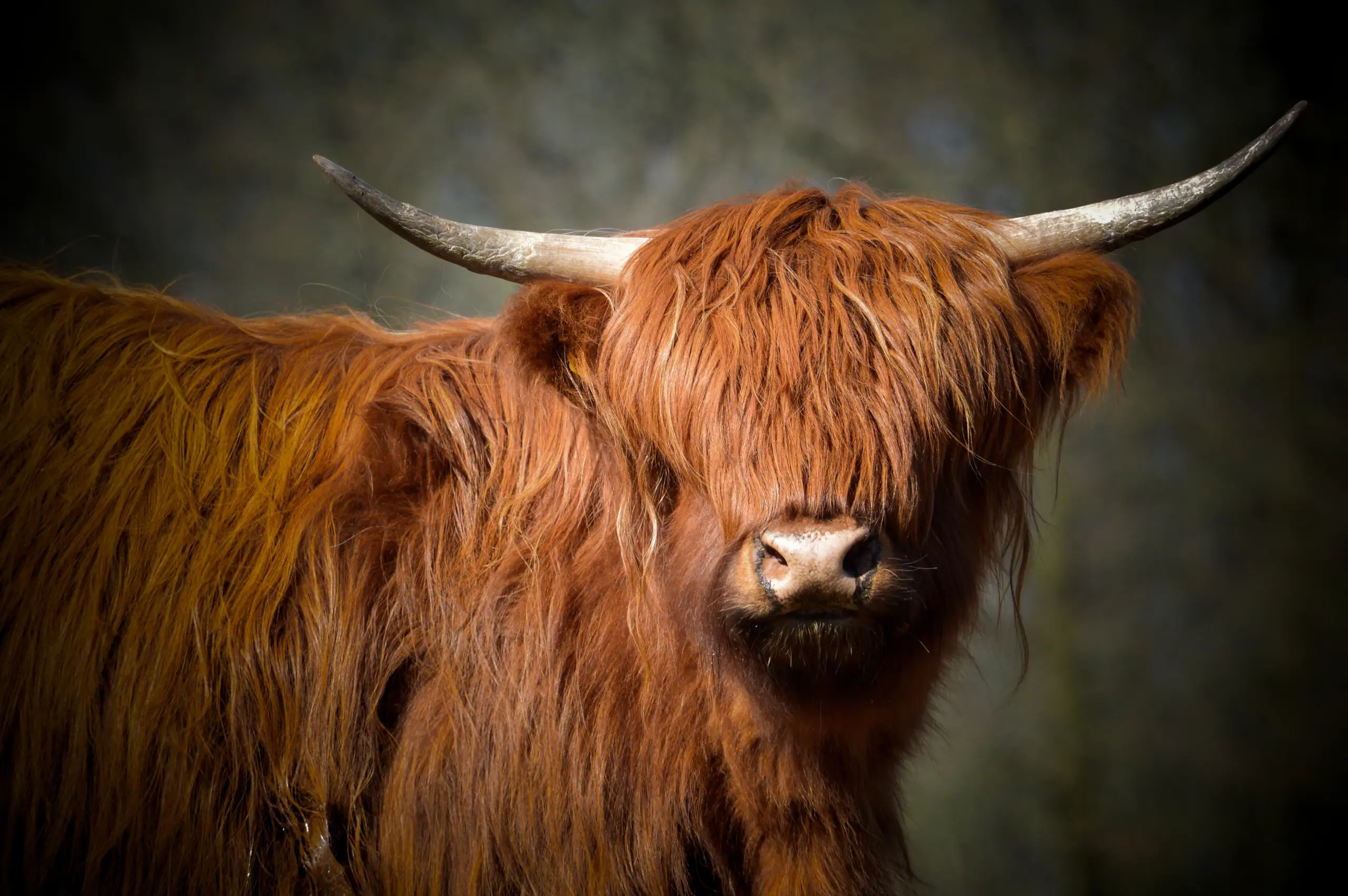 DIEREN