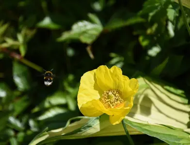 NATUUR