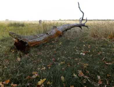 Magie van de herfst – Oldeberkoop Delleburen