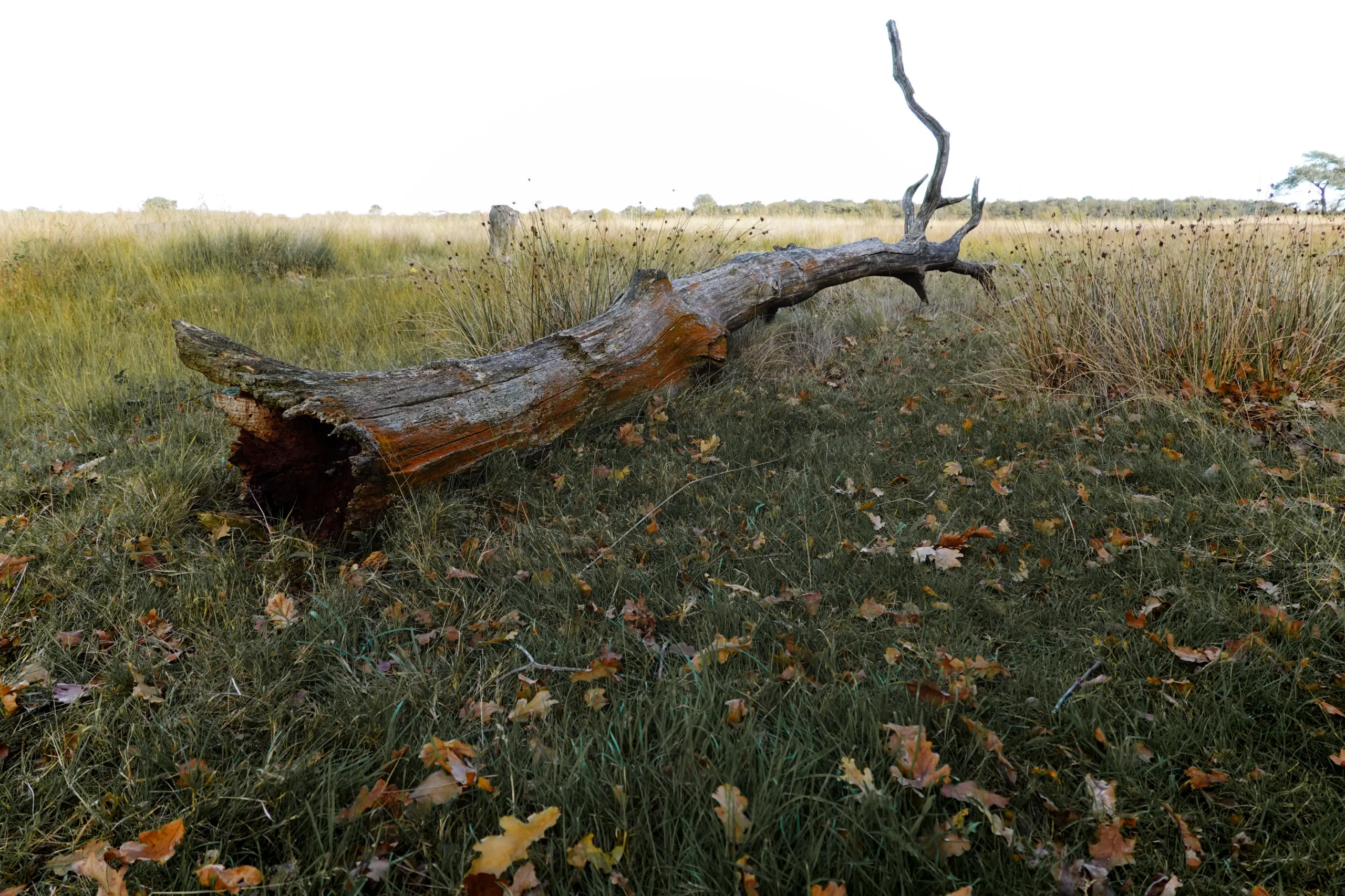 Magie van de herfst – Oldeberkoop Delleburen