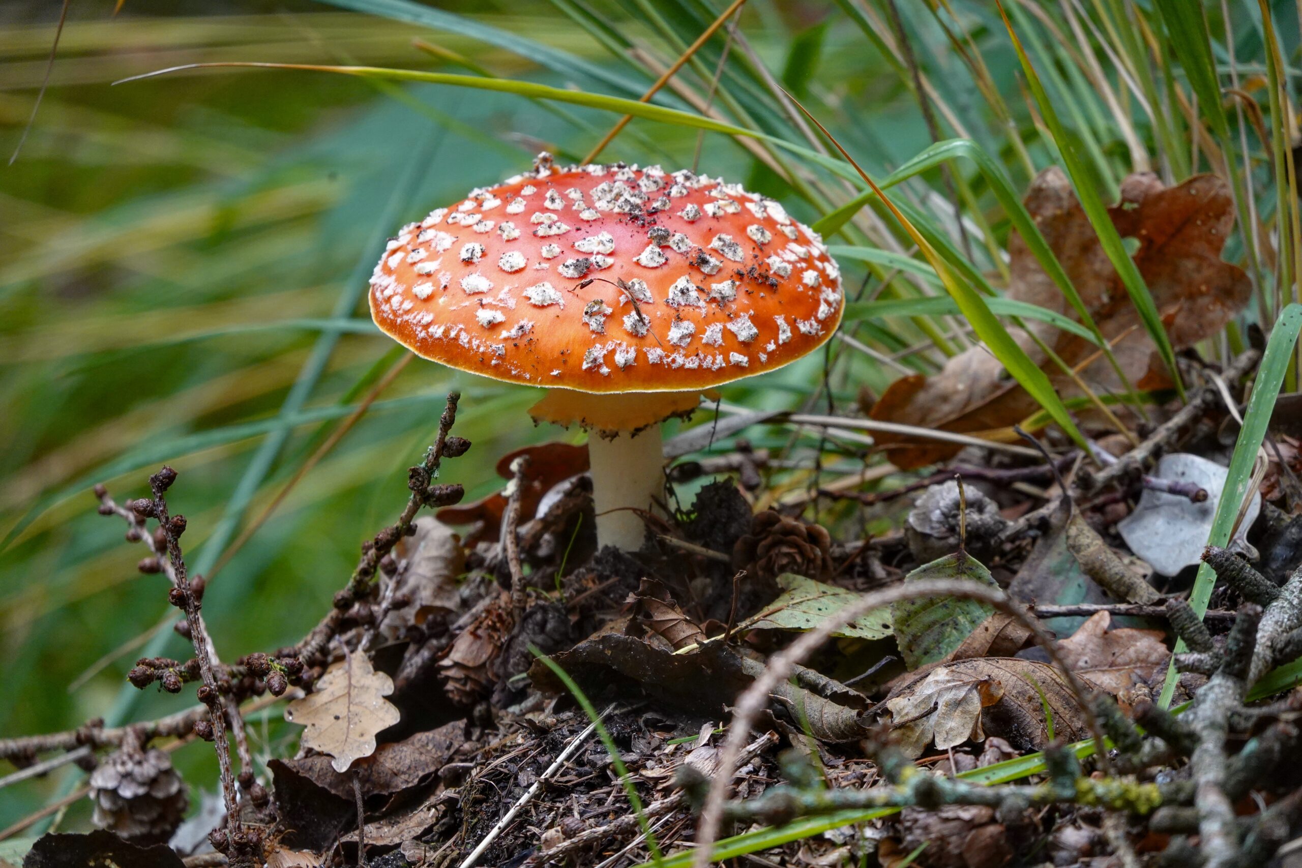 Herfstwandeling in Oldeberkoop