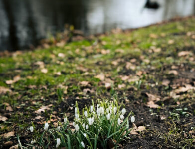 Voorjaar in aantocht