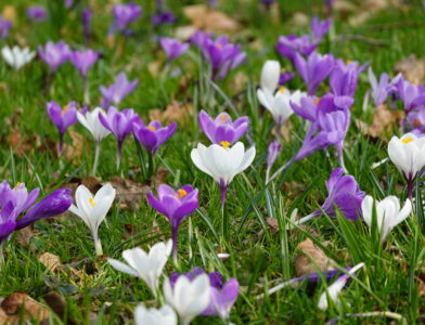 Als dit geen voorjaar is….