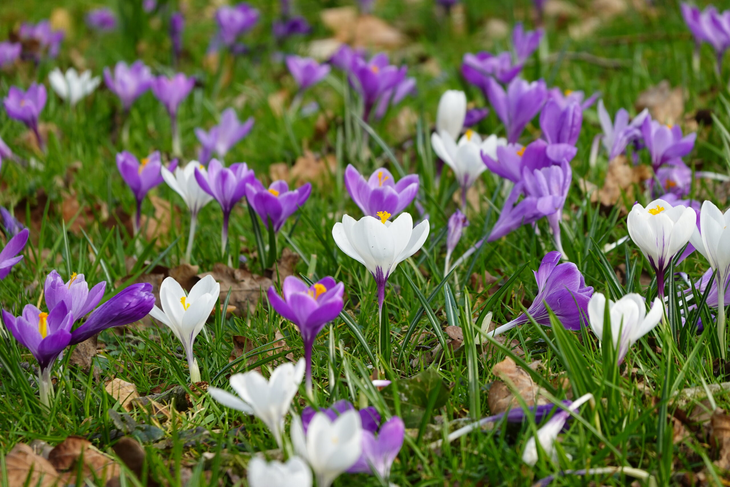 Als dit geen voorjaar is….