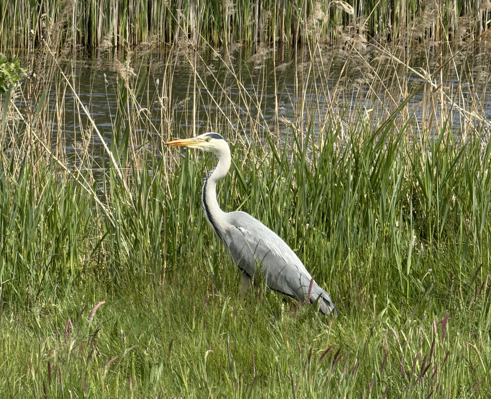 Natuur dichtbij huis